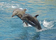 ADELAIDE DOLPHIN TOUR